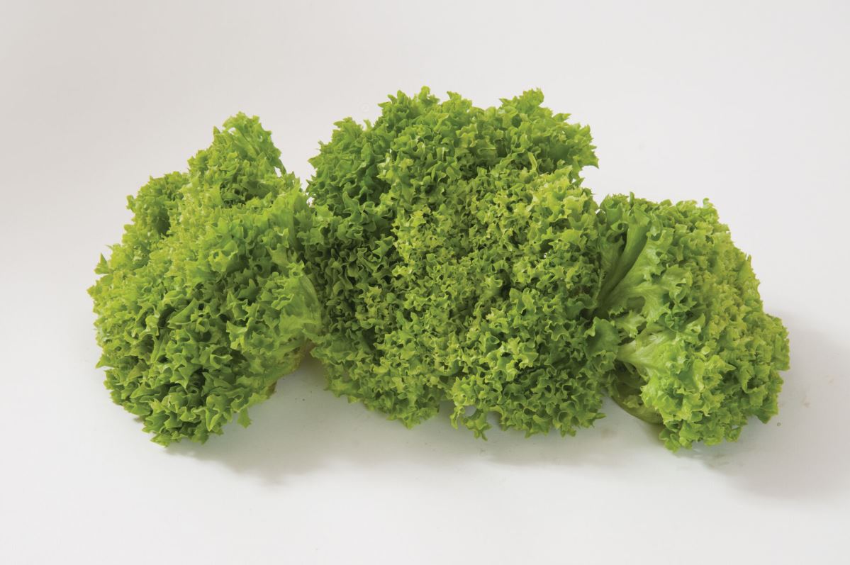 Salanova Green Incised – Lettuce Seed